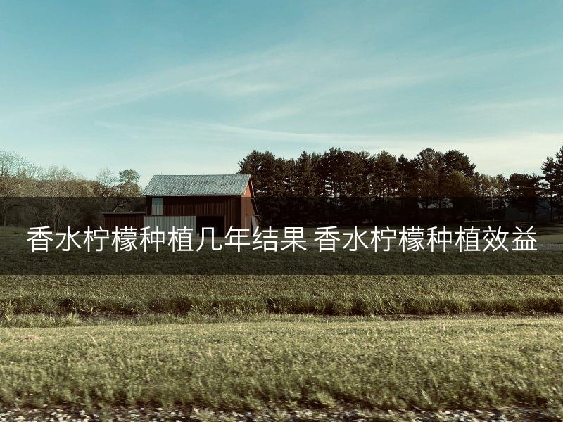 香水柠檬种植几年结果 香水柠檬种植效益(图1)