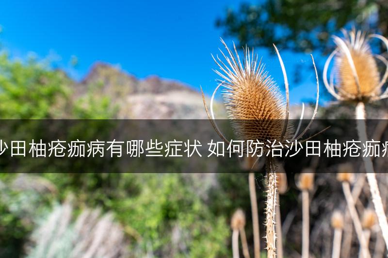 沙田柚疮痂病有哪些症状 如何防治沙田柚疮痂病(图1)