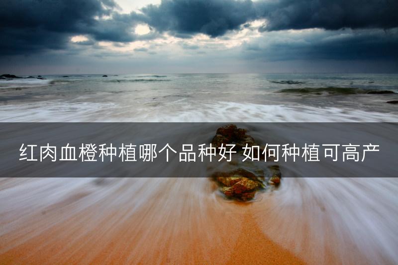 红肉血橙种植哪个品种好 如何种植可高产(图1)