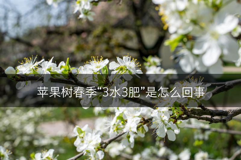 苹果树春季“3水3肥”是怎么回事(图1)