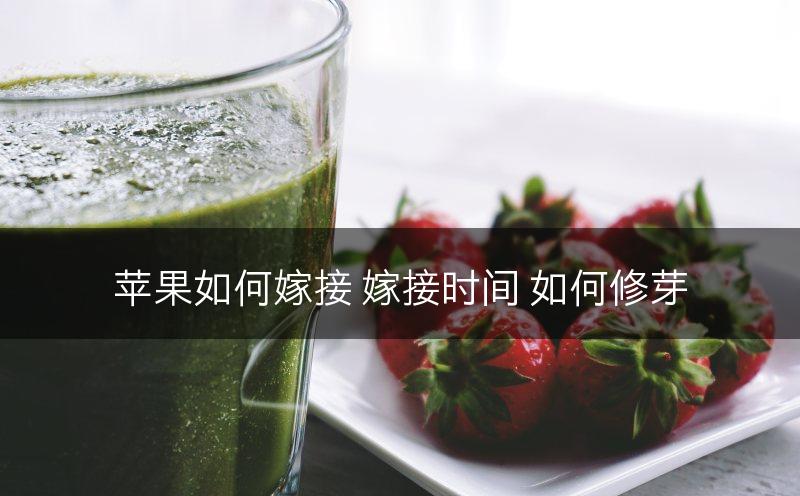 苹果如何嫁接 嫁接时间 如何修芽(图1)