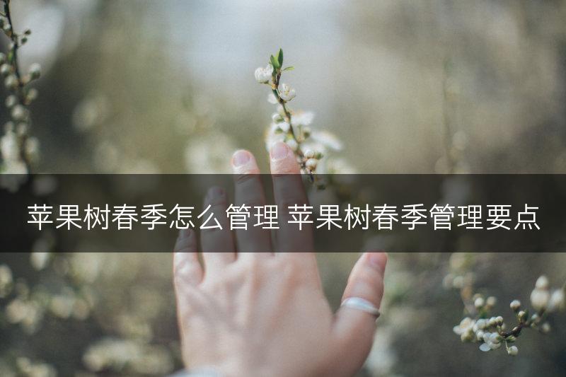 苹果树春季怎么管理 苹果树春季管理要点(图1)