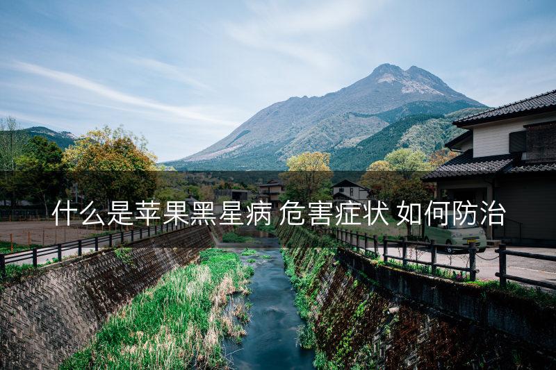 什么是苹果黑星病 危害症状 如何防治(图1)