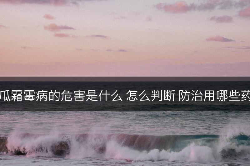 西瓜霜霉病的危害是什么 怎么判断 防治用哪些药好(图1)