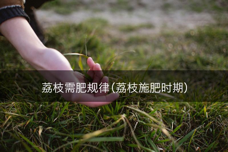 荔枝需肥规律（荔枝施肥时期）(图1)