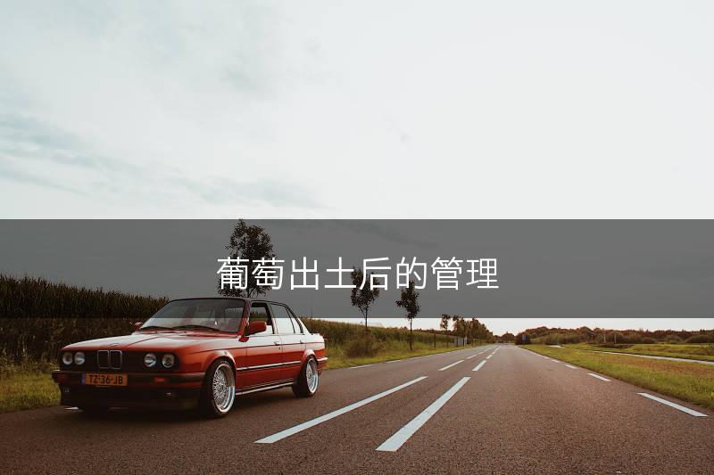 葡萄出土后的管理(图1)