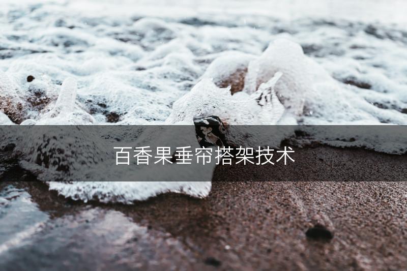 百香果垂帘搭架技术(图1)
