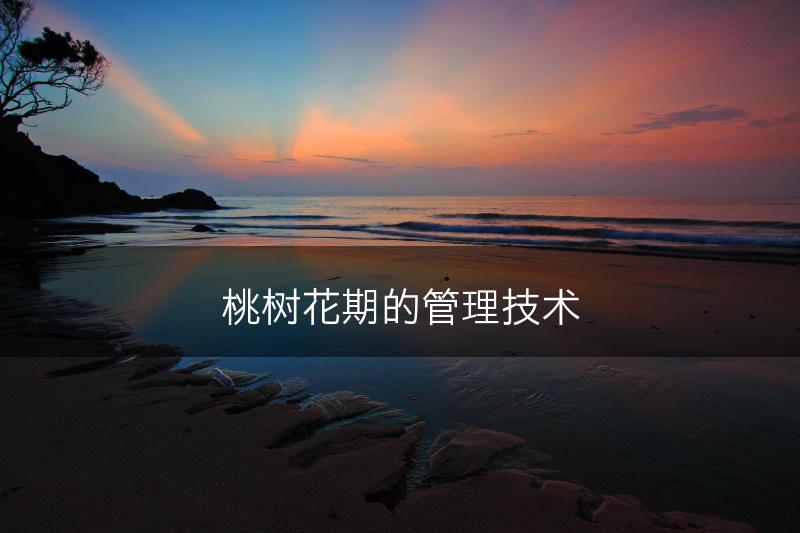 桃树花期的管理技术(图1)