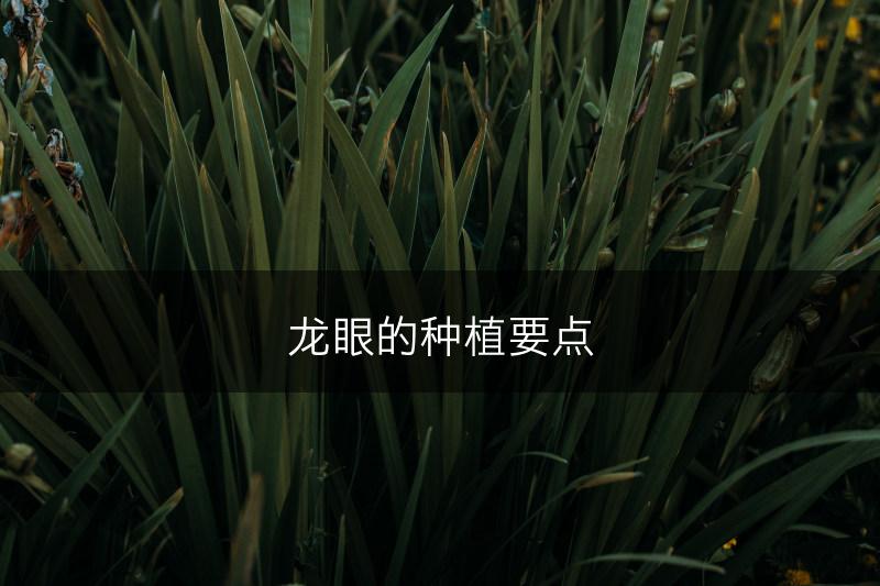 龙眼的种植要点(图1)