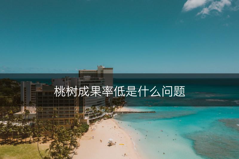 桃树成果率低是什么问题(图1)