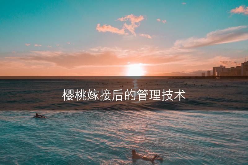 樱桃嫁接后的管理技术(图1)