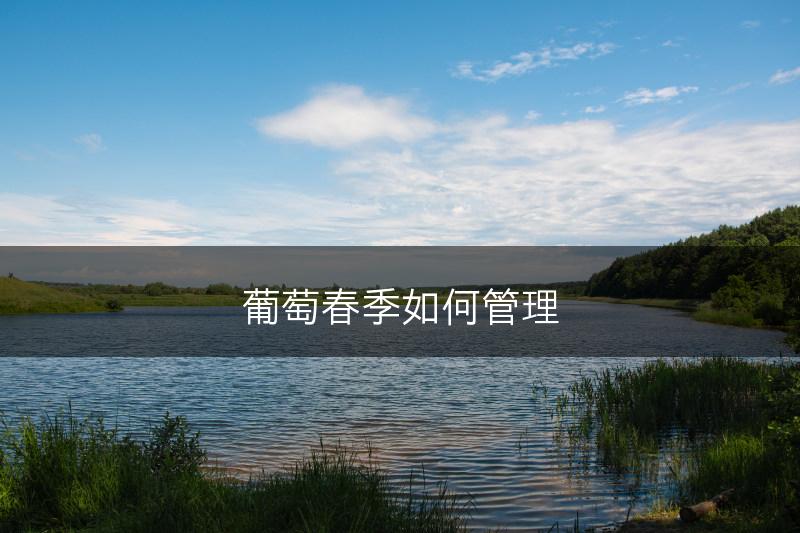 葡萄春季如何管理(图1)