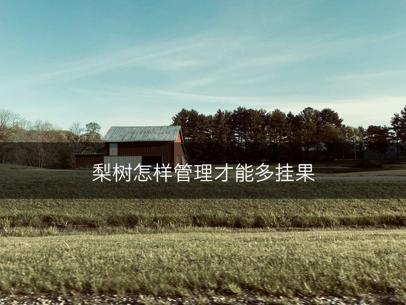 梨树怎样管理才能多挂果(图1)