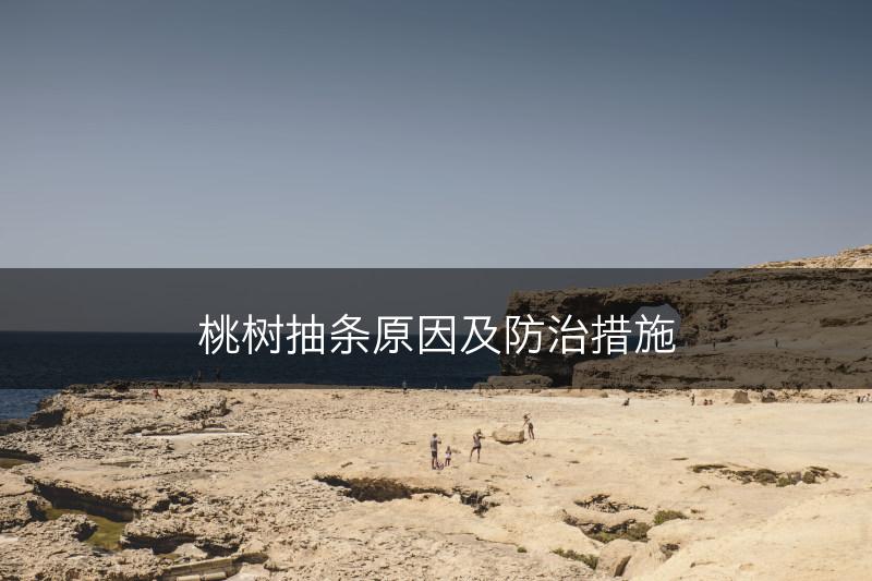 桃树抽条原因及防治措施(图1)