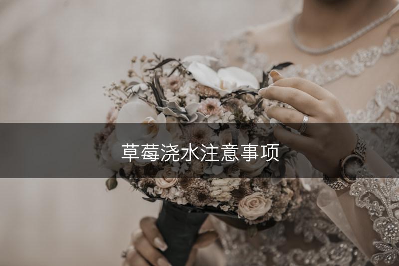 草莓浇水注意事项(图1)
