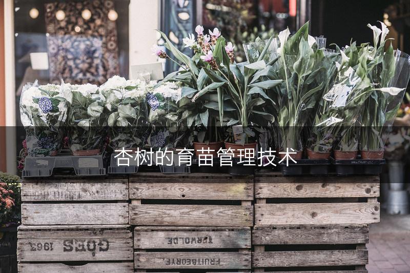 杏树的育苗管理技术(图1)