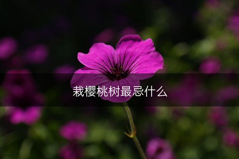 栽樱桃树最忌什么(图1)