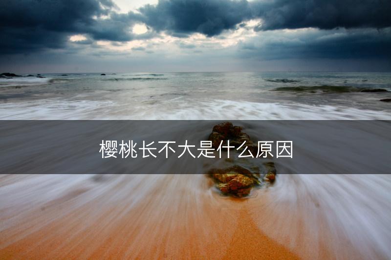 樱桃长不大是什么原因(图1)