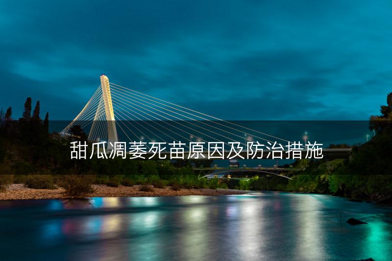 甜瓜凋萎死苗原因及防治措施(图1)