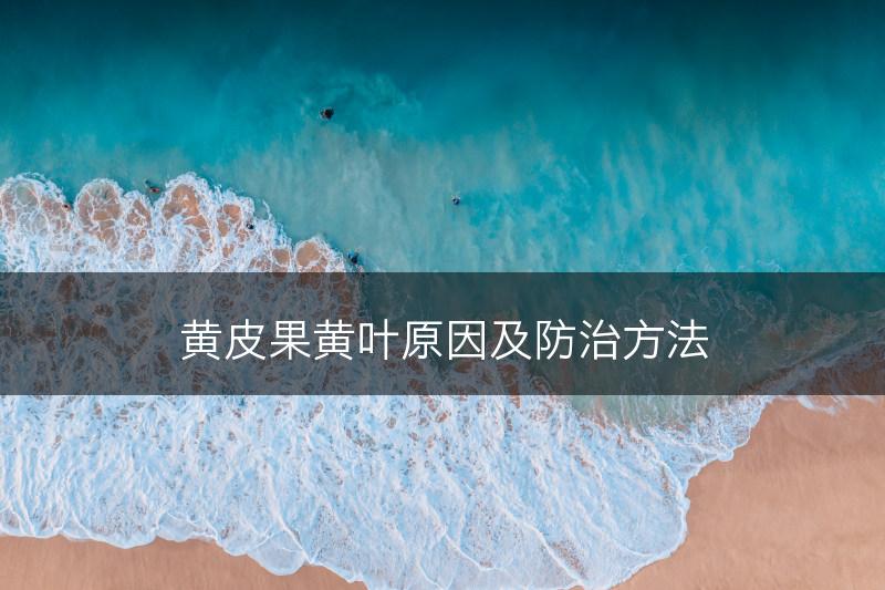 黄皮果黄叶原因及防治方法(图1)