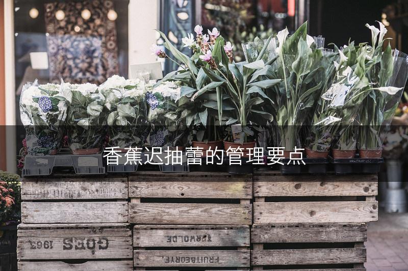 香蕉迟抽蕾的管理要点(图1)
