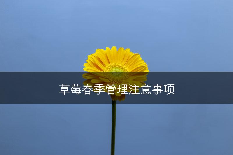 草莓春季管理注意事项(图1)