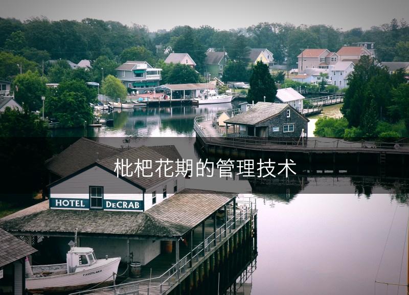 枇杷花期的管理技术(图1)