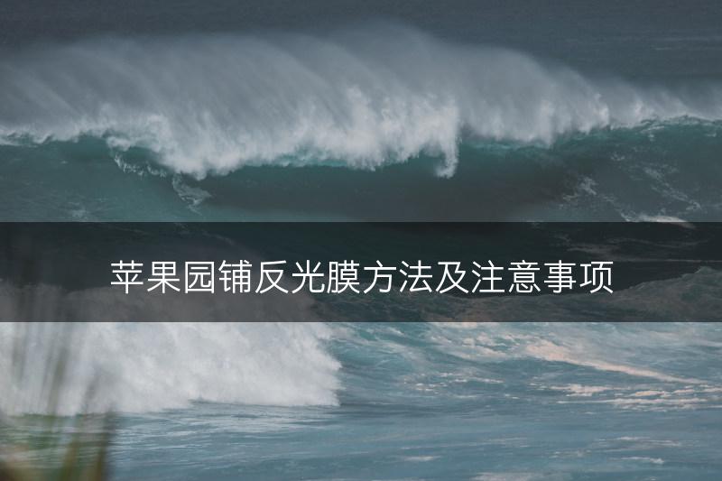 苹果园铺反光膜方法及注意事项(图1)