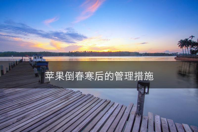苹果倒春寒后的管理措施(图1)