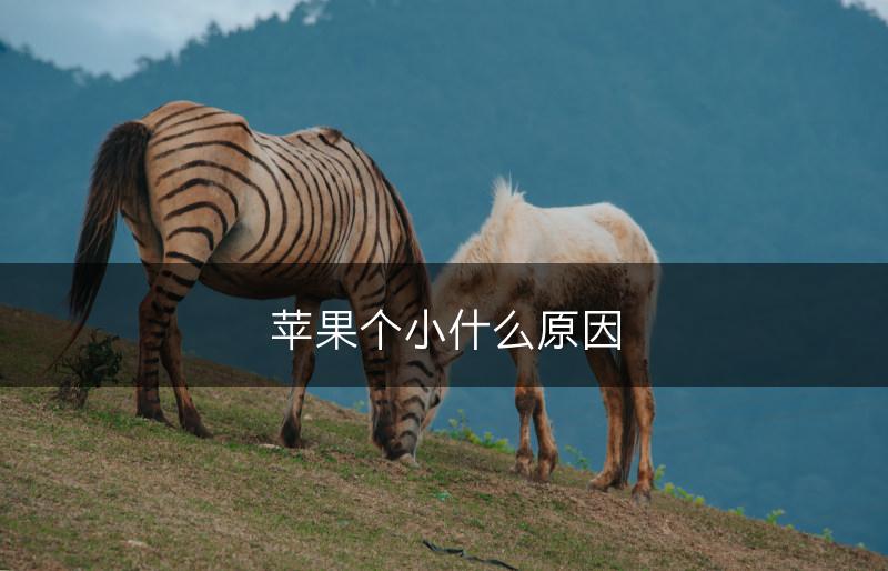 苹果个小什么原因(图1)