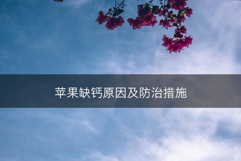 苹果缺钙原因及防治措施(图1)