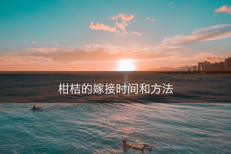 柑桔的嫁接时间和方法(图1)