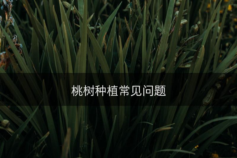 桃树种植常见问题(图1)