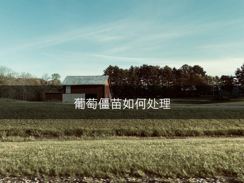 葡萄僵苗如何处理(图1)
