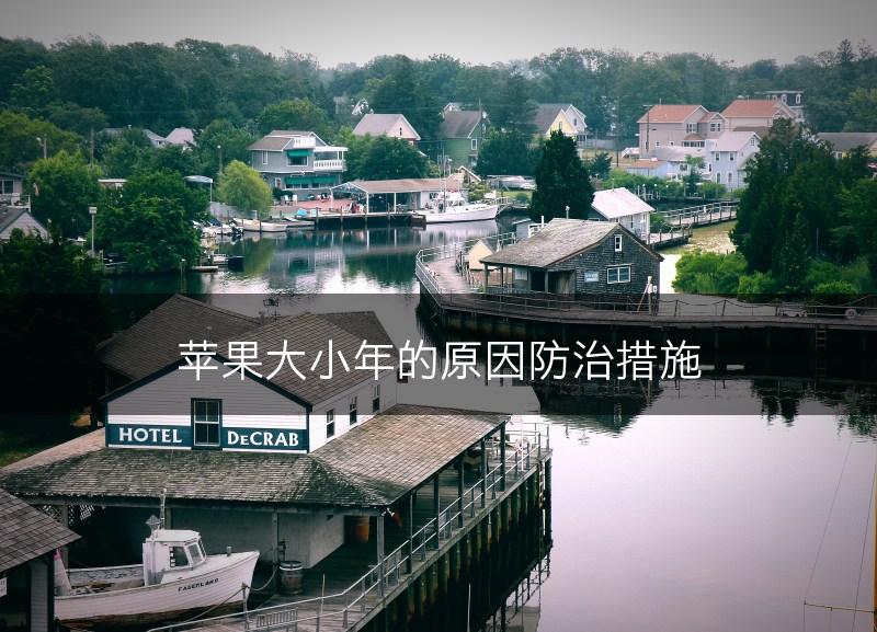 苹果大小年的原因防治措施(图1)