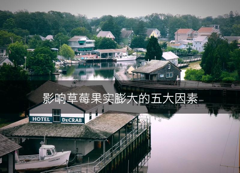 影响草莓果实膨大的五大因素(图1)