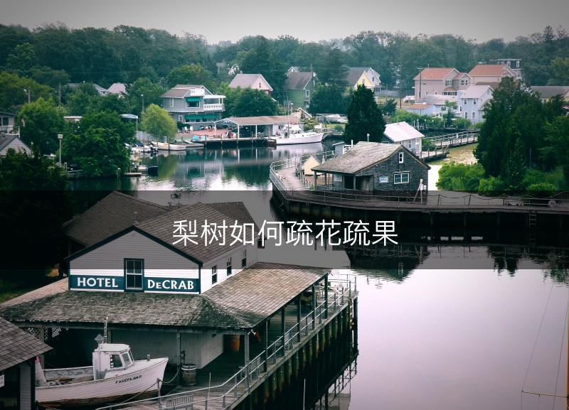梨树如何疏花疏果(图1)