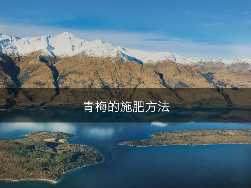 青梅的施肥方法(图1)