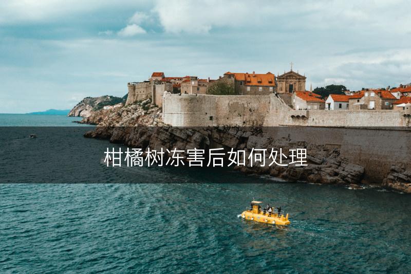 柑橘树冻害后如何处理(图1)