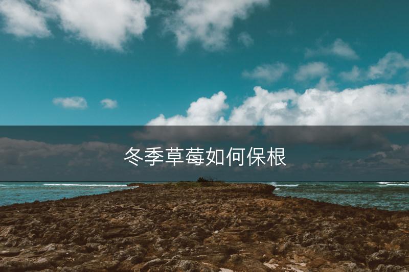冬季草莓如何保根(图1)
