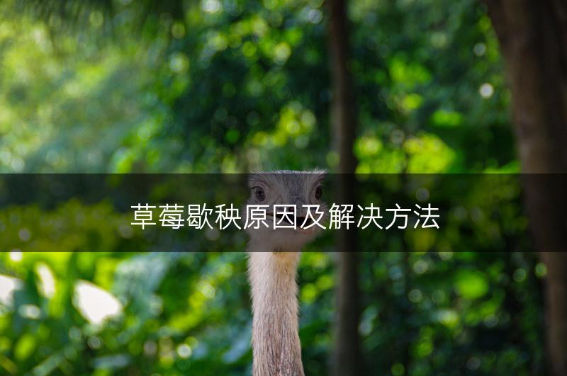 草莓歇秧原因及解决方法(图1)