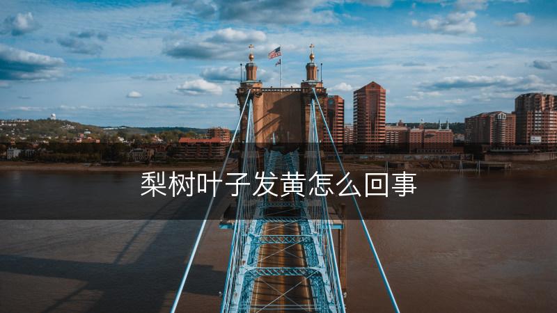 梨树叶子发黄怎么回事(图1)