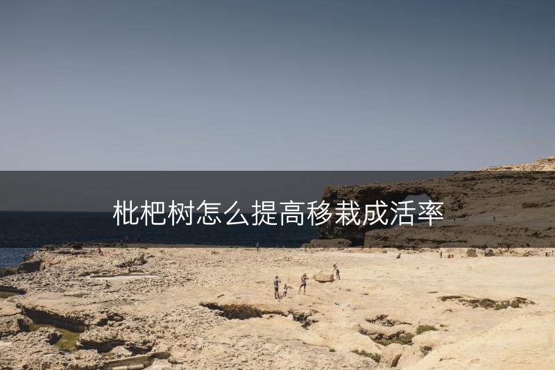 枇杷树怎么提高移栽成活率(图1)