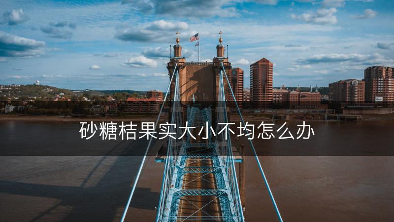 砂糖桔果实大小不均怎么办(图1)