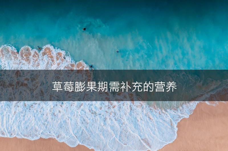 草莓膨果期需补充的营养(图1)
