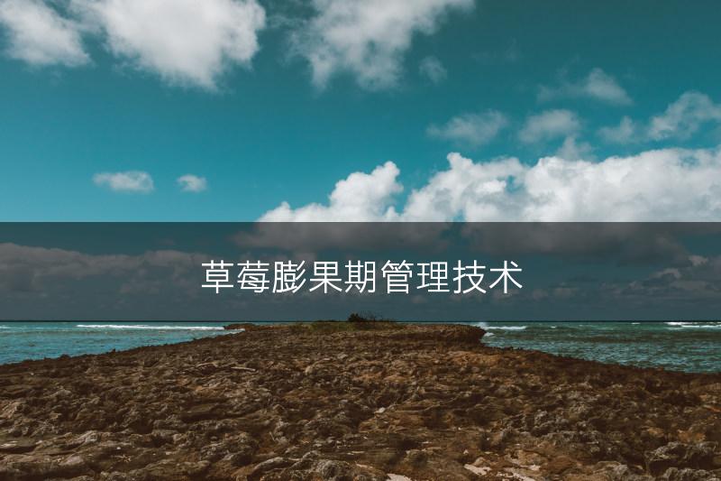 草莓膨果期管理技术(图1)