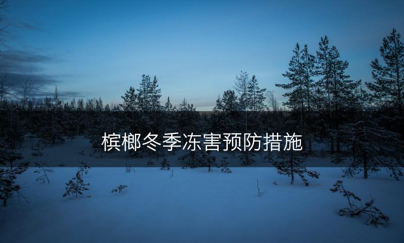 槟榔冬季冻害预防措施(图1)