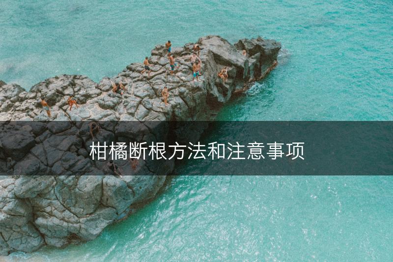 柑橘断根方法和注意事项(图1)