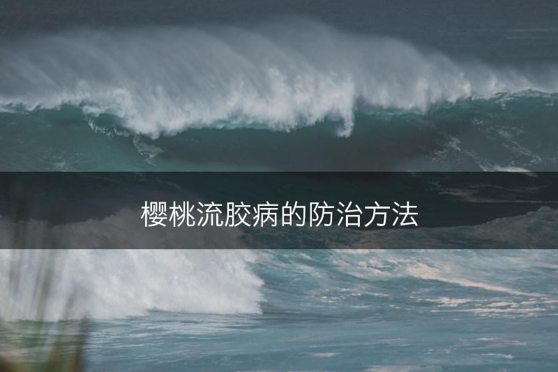 樱桃流胶病的防治方法(图1)