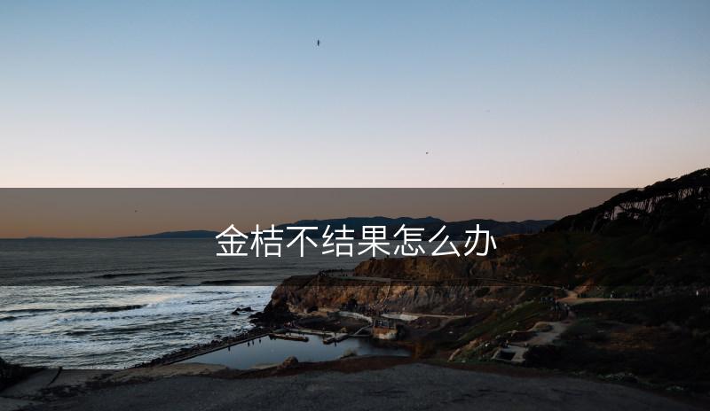 金桔不结果怎么办(图1)